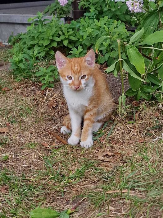 Kot 3,5miesięczny od ręki