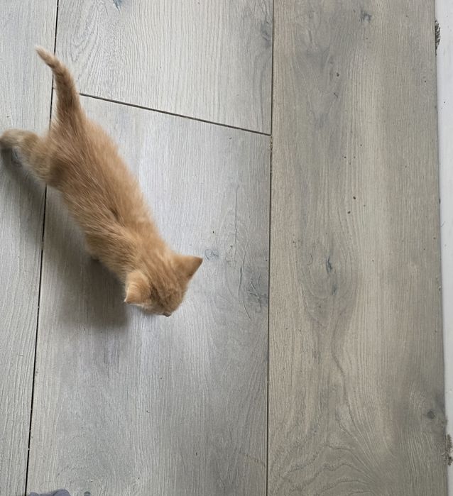 Ruda kotka szuka domu