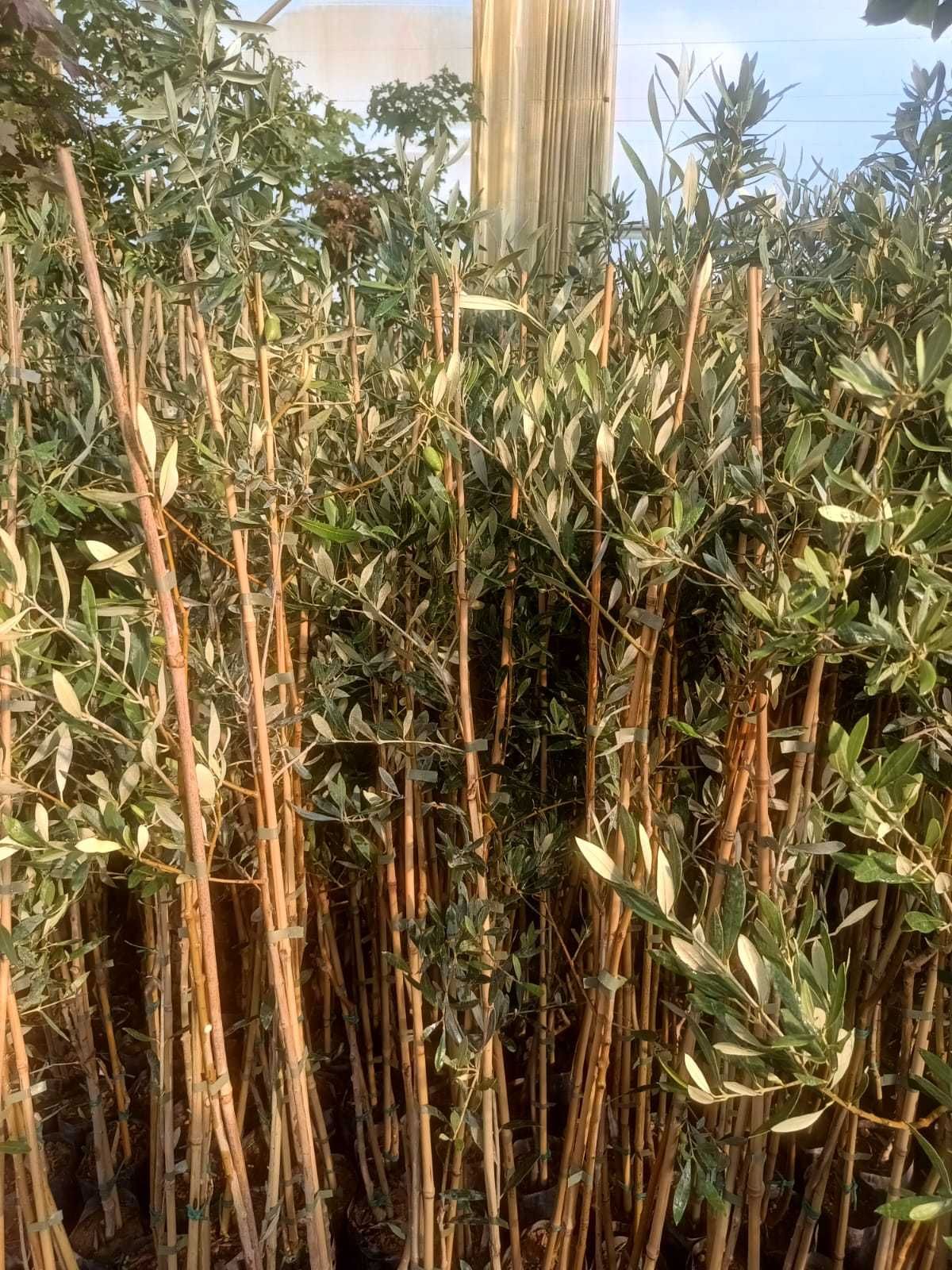 Oliwka Europejska – Olea Europaea