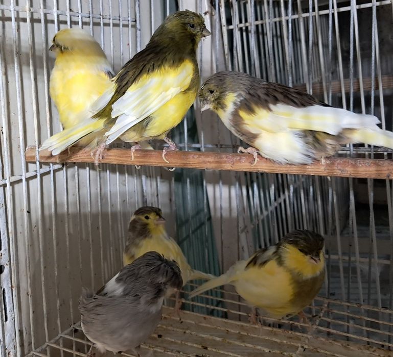 Canários Glosters