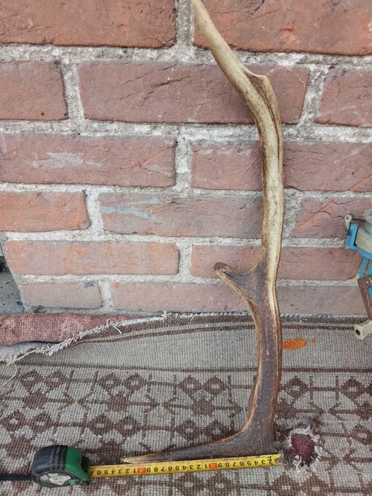 Poroże - Jelenia - Róg - Zrzut