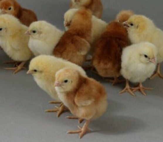 Цыплята Ломан Браун.