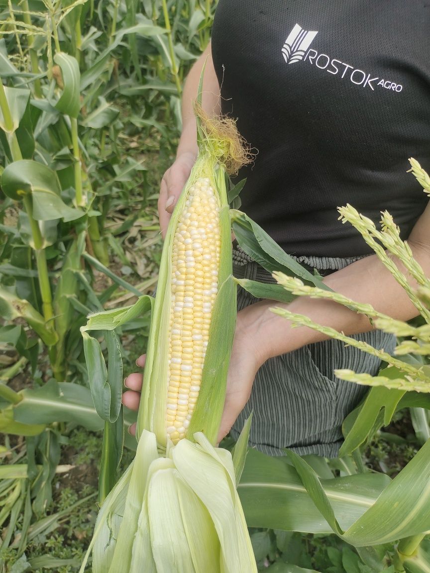 Продаж кукурудзи Ракель