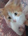 Кошеня - хлопчик Котенок - мальчик