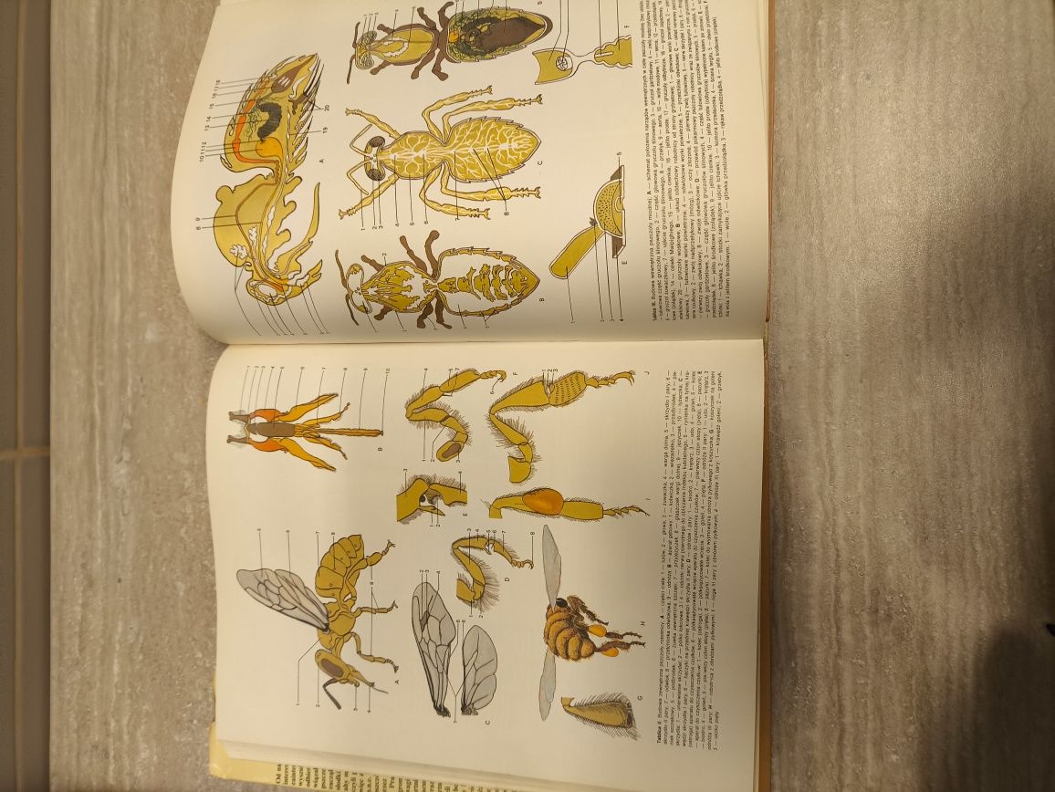 Encyklopedia pszczelarska , pszczoły