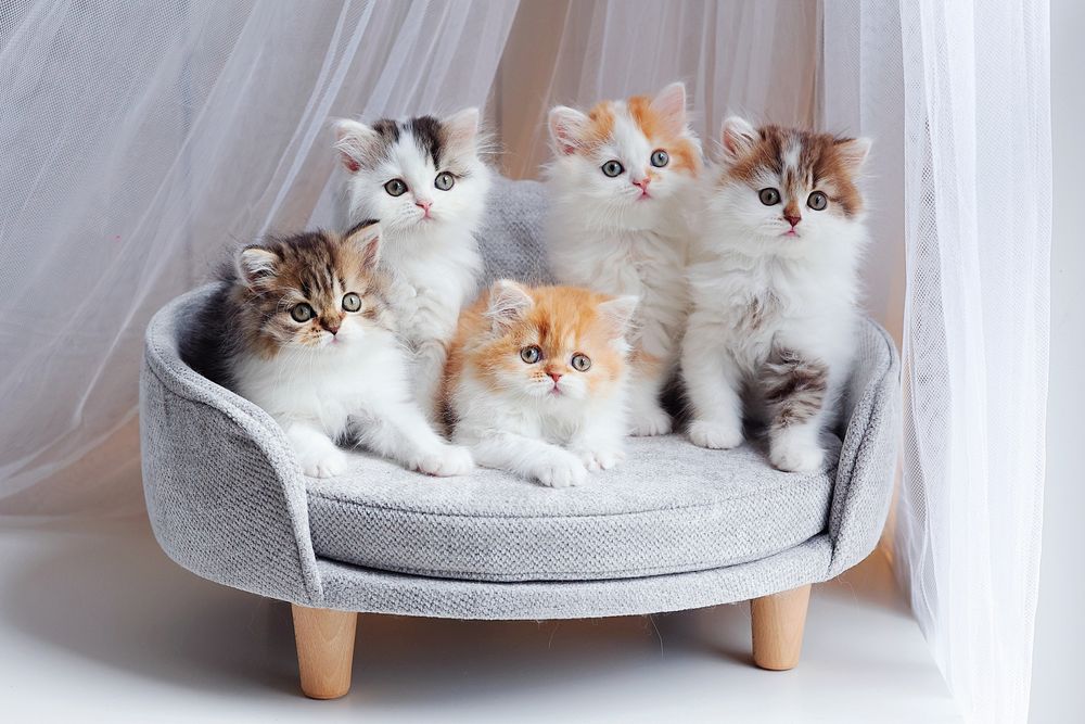 Najbardziej przyjazna rasa - kot szkocki, scottish fold. nie brytyjski