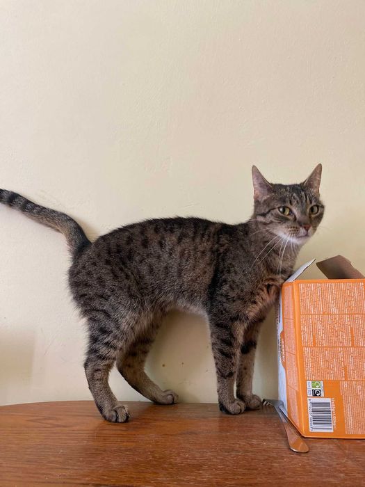 Leia młoda kotka do adopcji