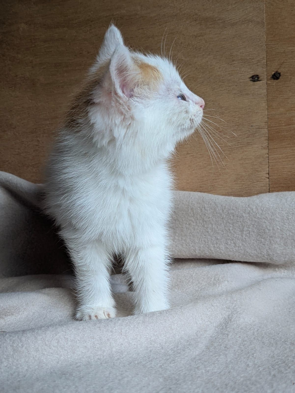 Kot kotek do adopcji