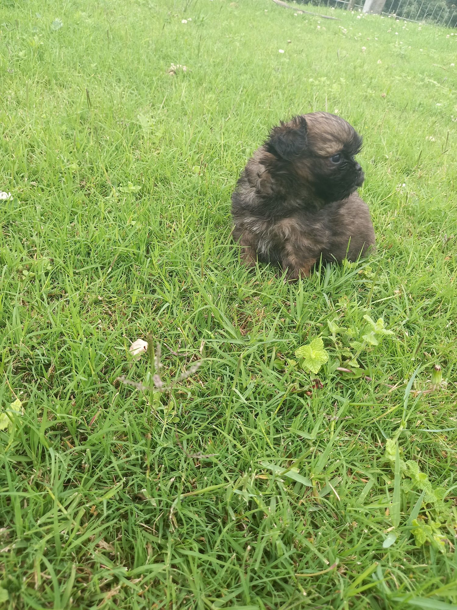 Cadelinha menina shih-tzu