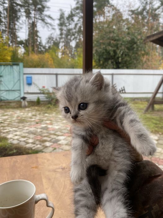 Продам шотланців кошенята