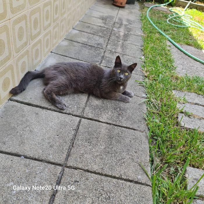 Bonie gatinha 1,2 anos