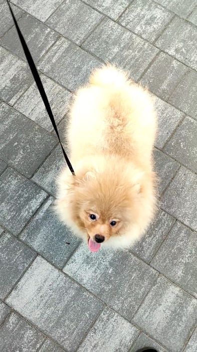 Мальчик шпиц оранж