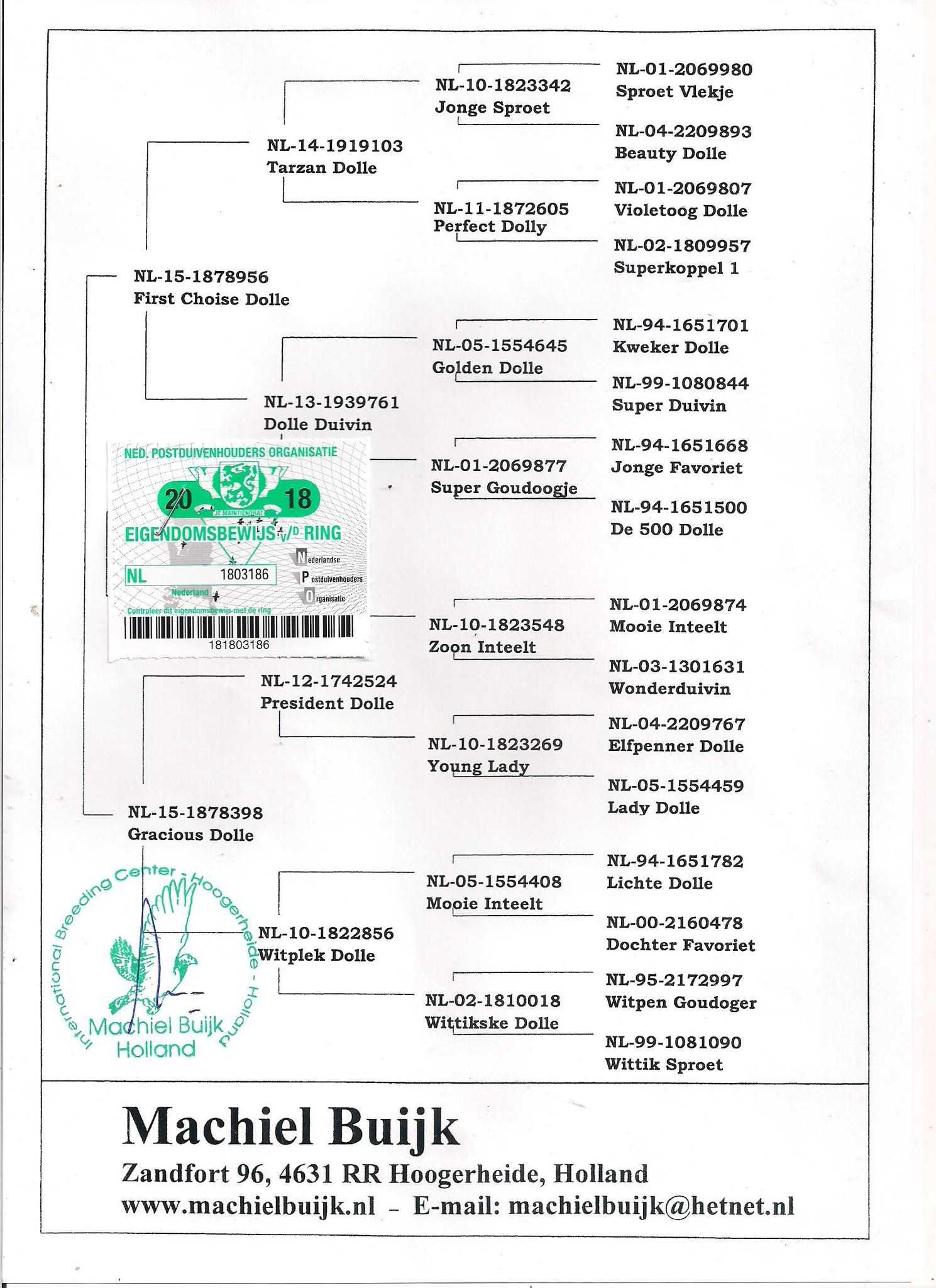 Młode Ardeny Org M. Buijk Para 137 gołębie pocztowe gołąb daleki dysta