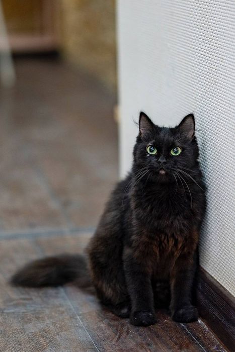 Отдам даром в добрые руки пушистую черную кошечку метис ангоры