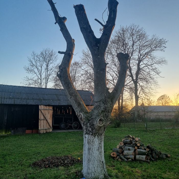 Orzech Drzewo w Klocku