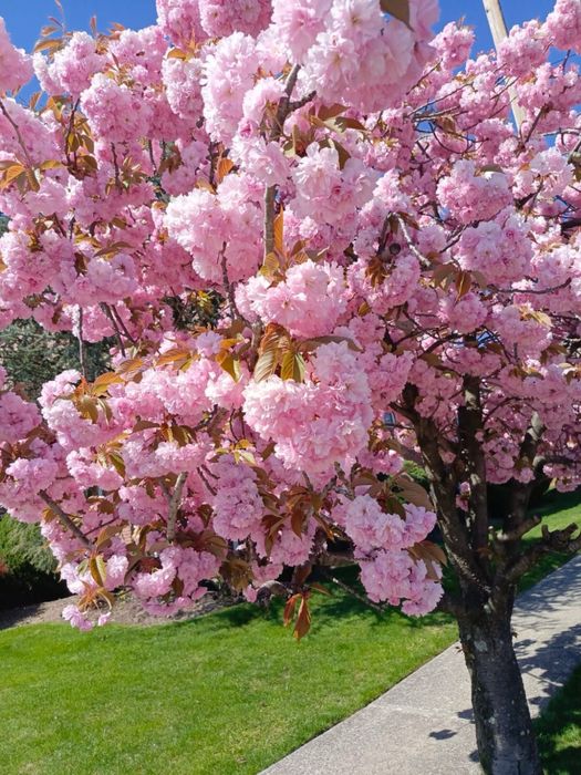 Сакура Канзан ЗКС