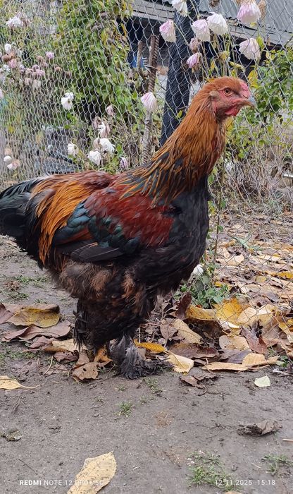 Півень Брама куропатчатий