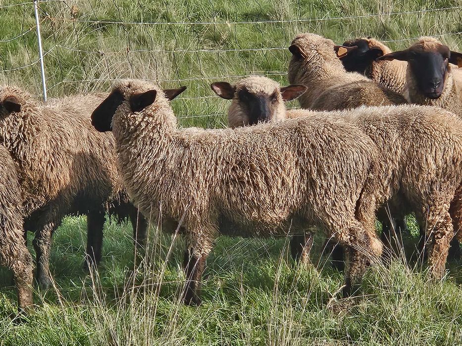 Baran tryk czarnogłówka
