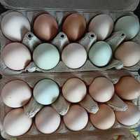 Jaja lęgowe kolorowe