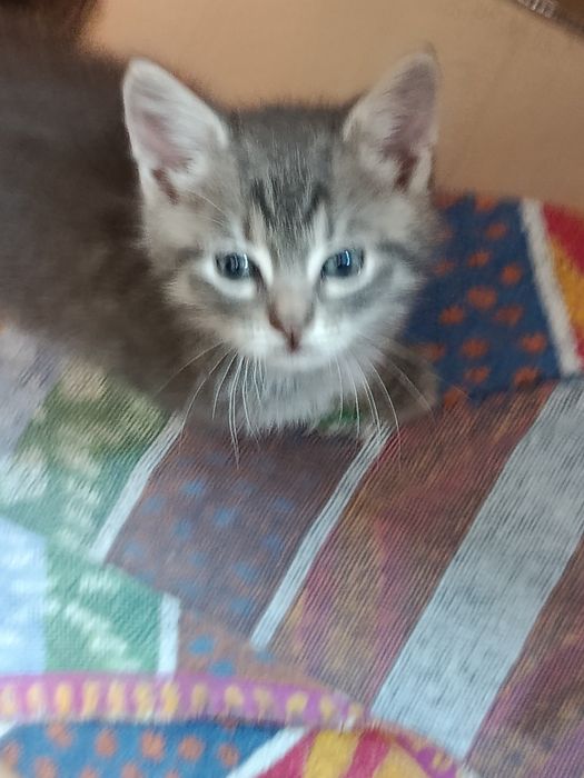 Кошенята у добрі руки