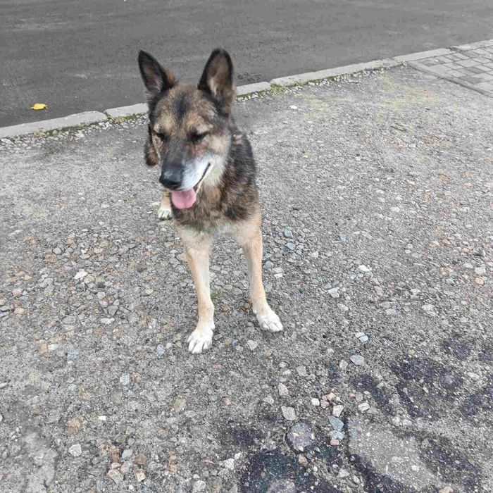 Замечена собака Космос,Пески