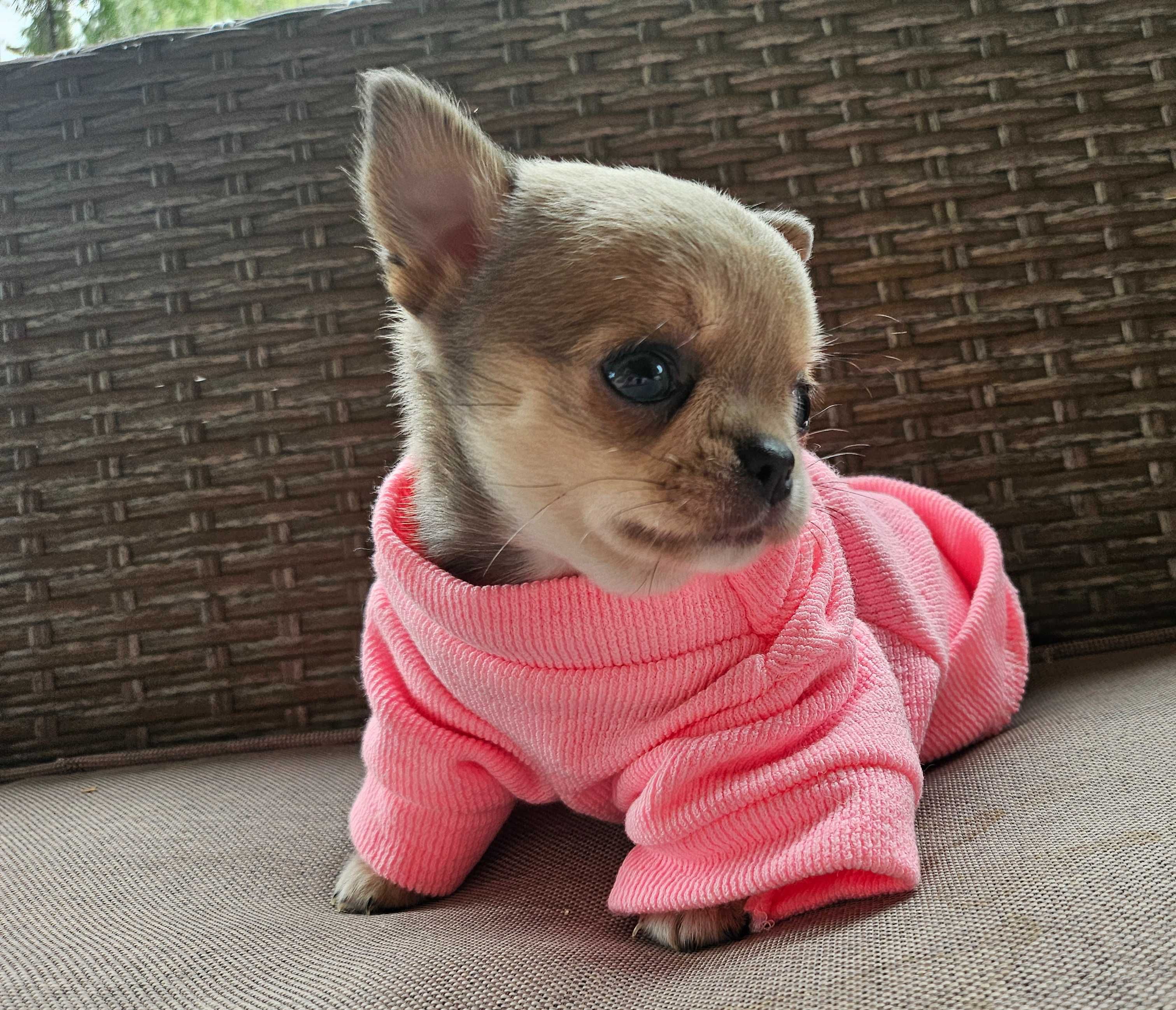 Chihuahua krótkowłosa malutka sunia hodowla zarejestrowana ZKwP FCI
