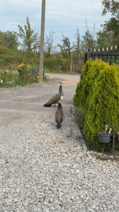 Sprzedam pawie indyjskie