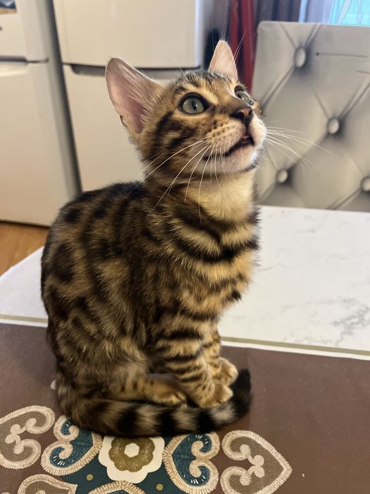 Sprzedam kotka rasy Bengal
