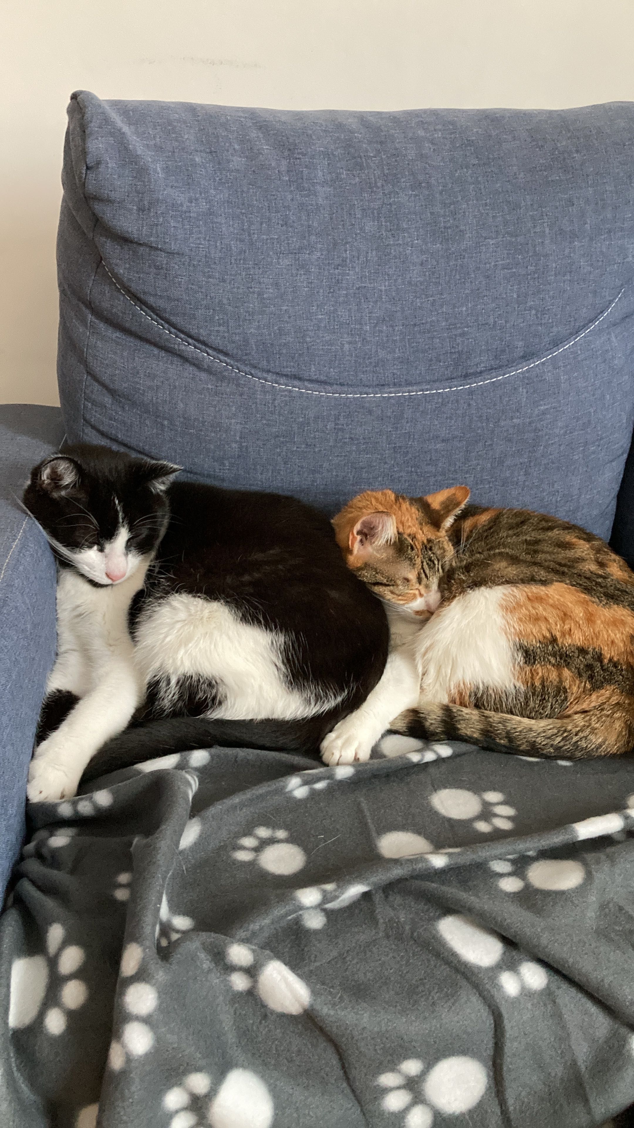 Kot i kotka do adopcji