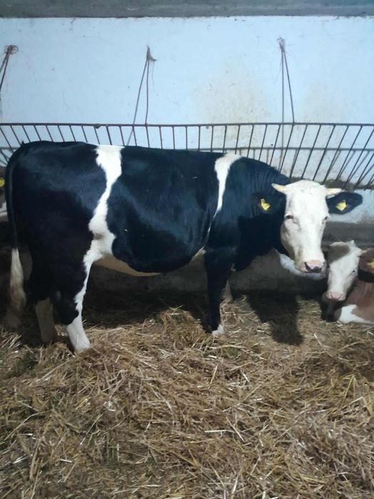 Jałówka cielna 7 miesiąc