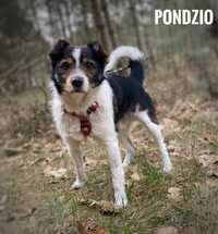 Łagodny, 10 kg, 1,5 roczny Pondzio adopcja