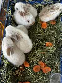Декоротивні кролики/ кролик міні / карликові крольчата