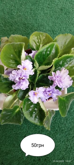Продам квіти фіалки