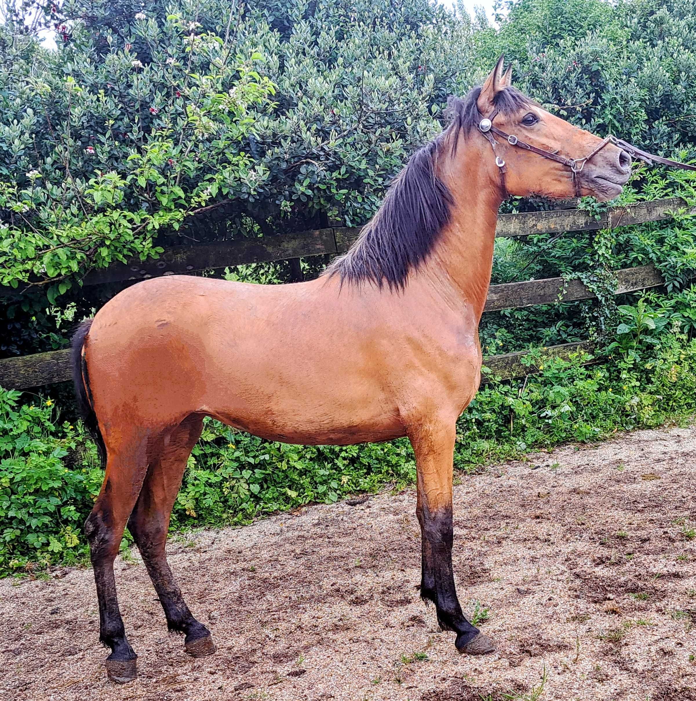 Poldra baia hispano- lusitana 18 meses