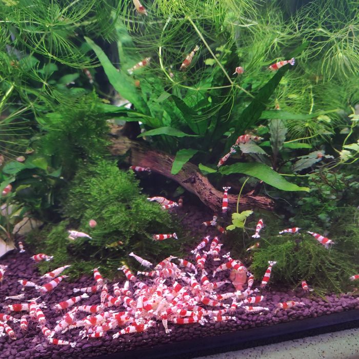 Krewetki cardiny crystal Red