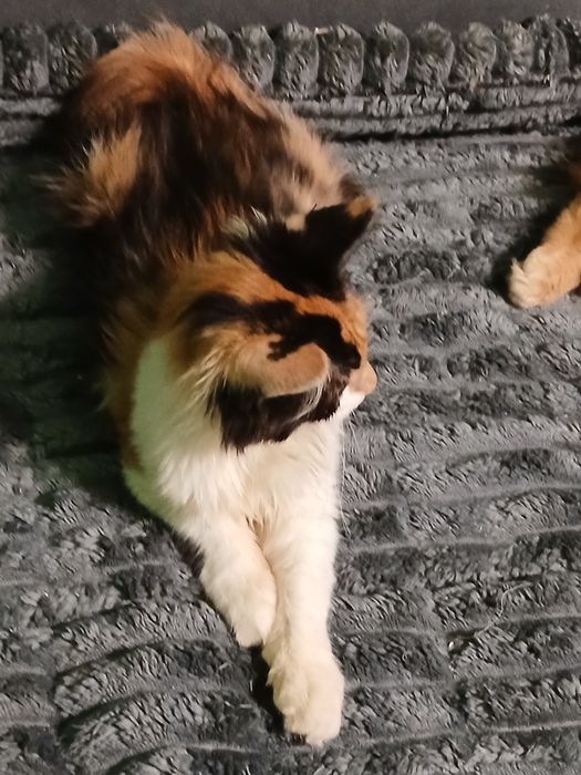 Sprzedam kotkę Maine Coon urodzoną 9.07.2025 roku o imieniu Elza