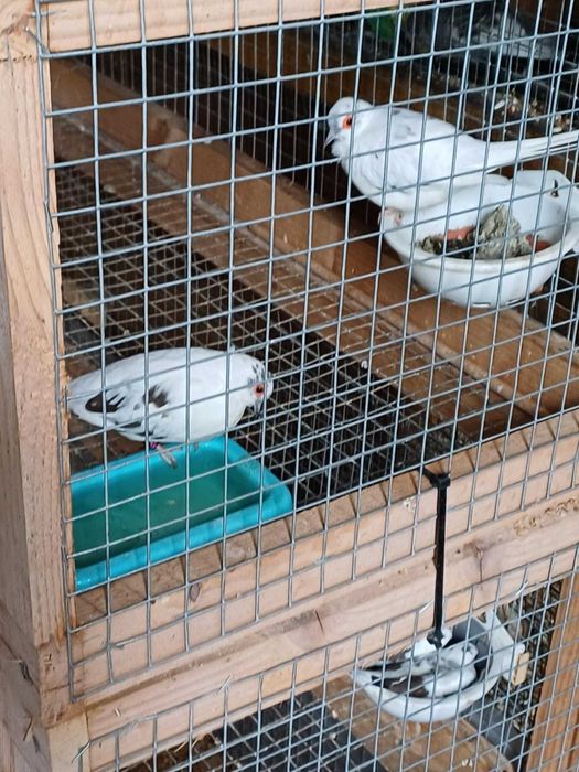 gołąbki diamentowe szeki