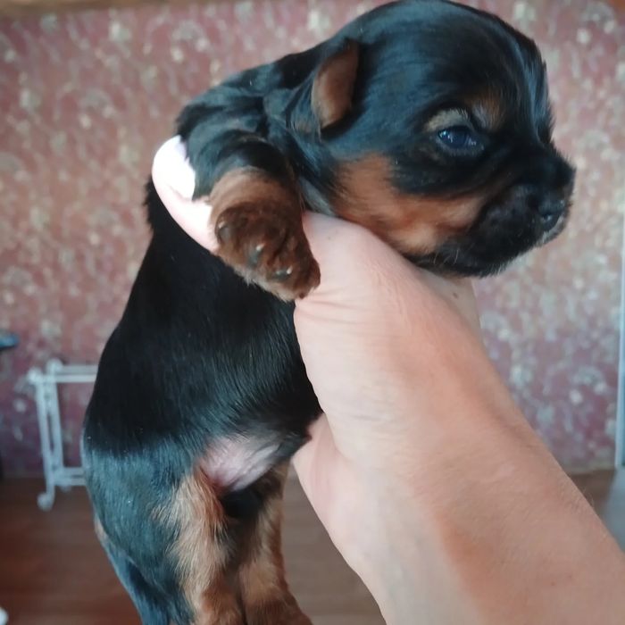 Йоркширский терьер вязка