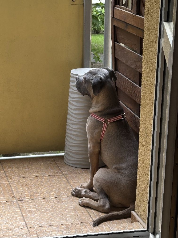 Oddam Psa Cane Corso - Bagira