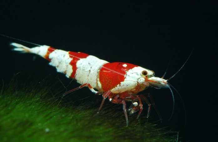 Krewetki Red Crystal - do akwarium
