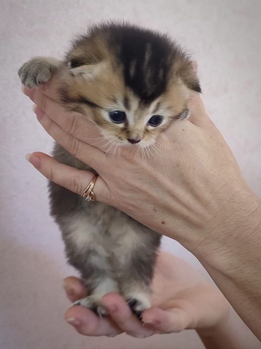 Шотландський котик. Кошеня шиншила. Золоте кошеня