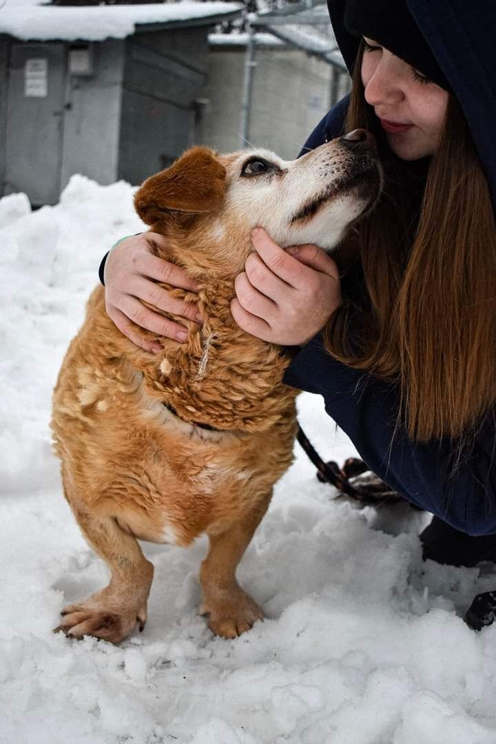 Nasz Rudolf w zimowej odsłonie poleca się się adopcji!