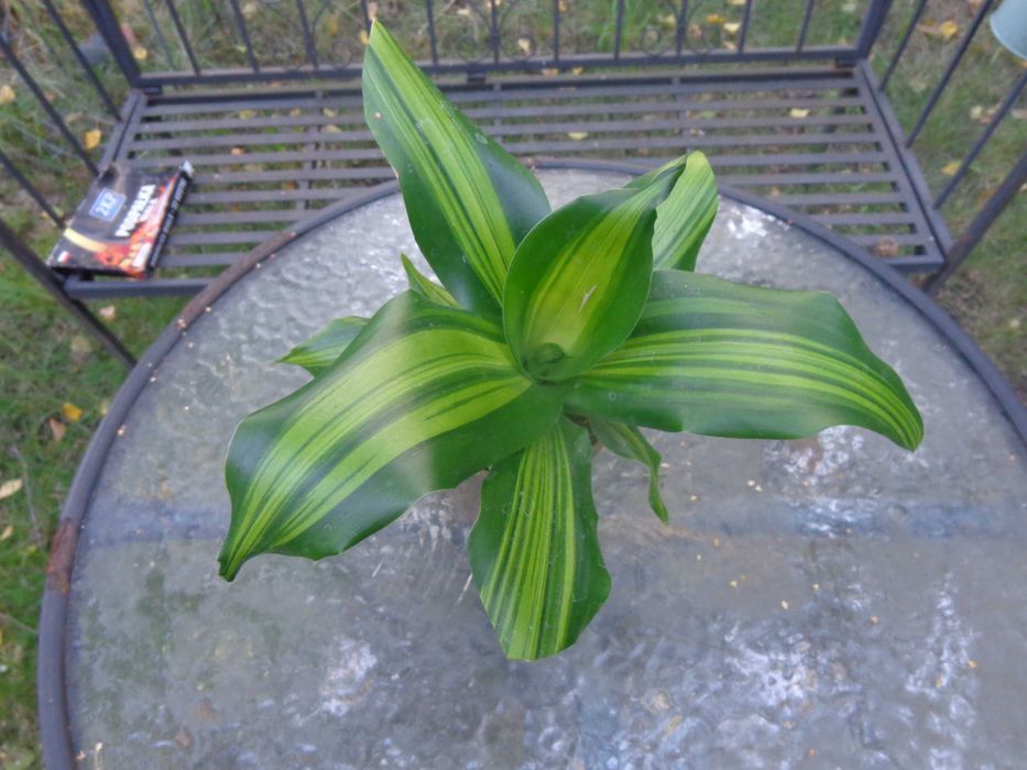Dracena Fragrans Burley