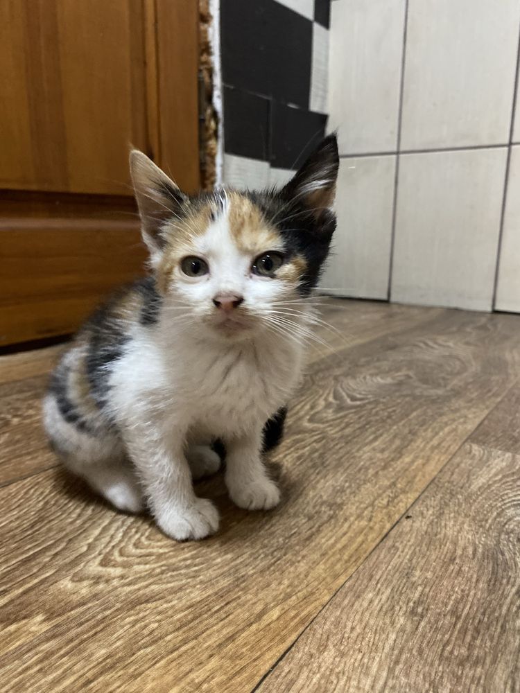Котики безкоштовно