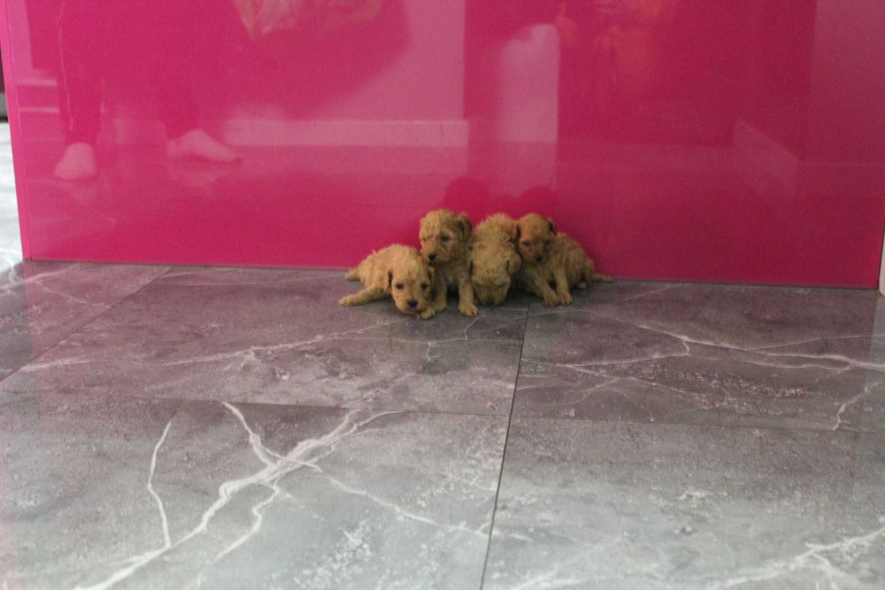 Maltipoo hybryda Maltańczyk i Pudel