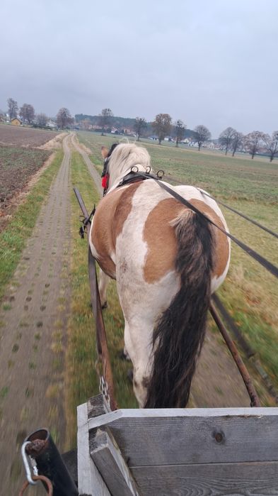 Klacz srokata zaprzegana