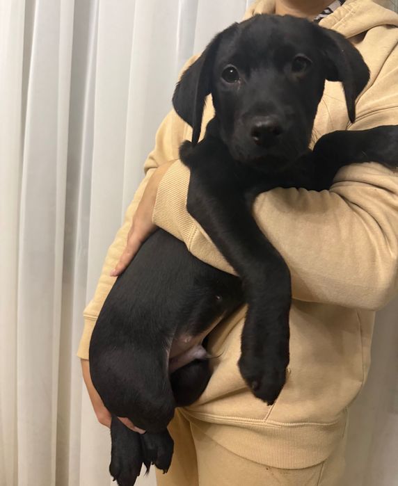 Продаються лабрадори.Справжній друг на все життя