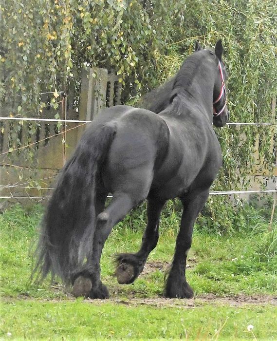 Ogier fryz fryzyjski siodlo zaprzeg