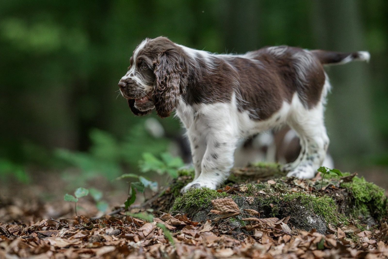 Springiel Spaniel Angielski