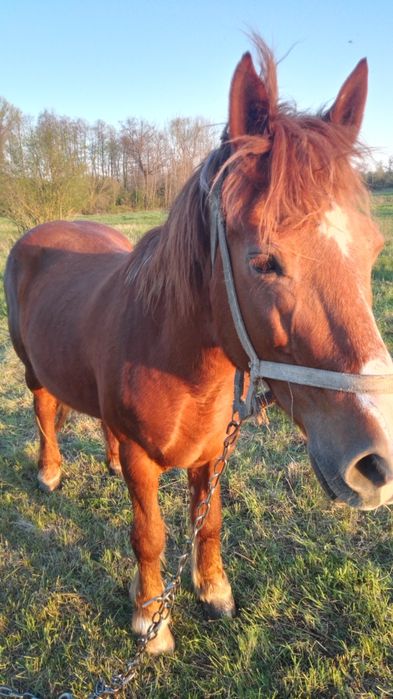 Продається кобила